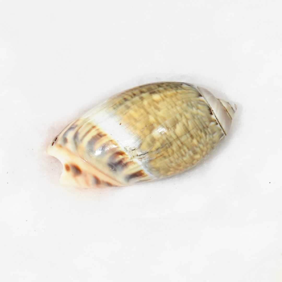 01-28.jpg Ichhapurti Shankh - Image 2