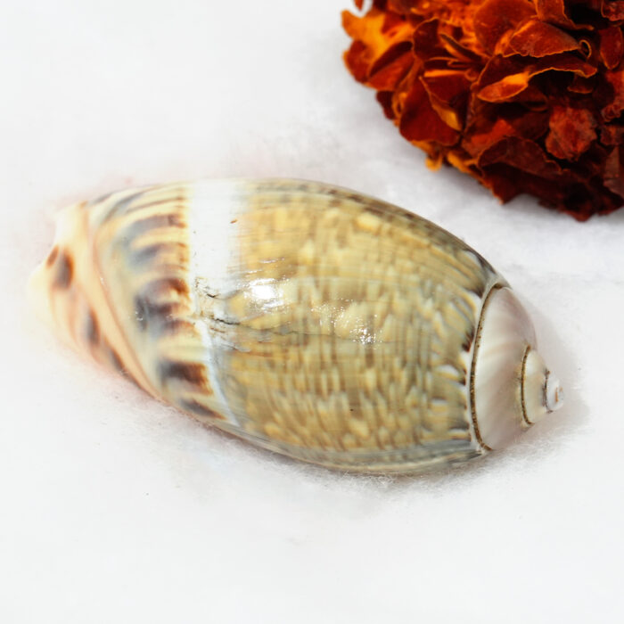 Ichhapurti Shankh - Image 1