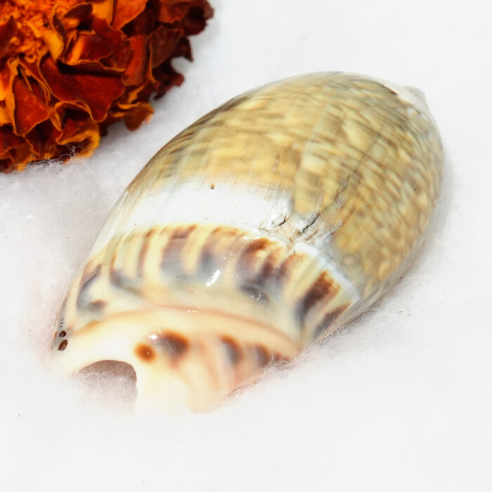 Ichhapurti Shankh - Image 3