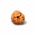 3 Mukhi Rudraksha (Nepali)