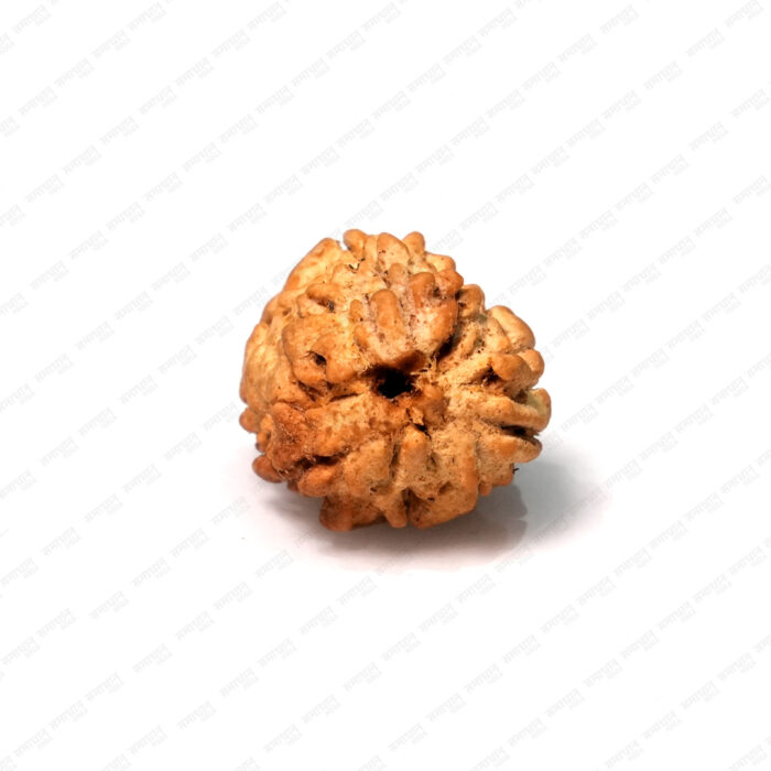 3 Mukhi Rudraksha (Nepali) - Image 1