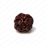 4 Mukhi Rudraksha (Nepali)