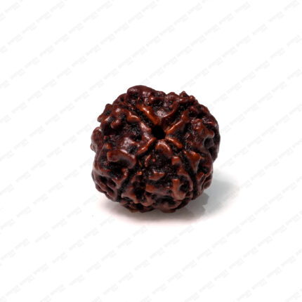 4 Mukhi Rudraksha (Nepali)