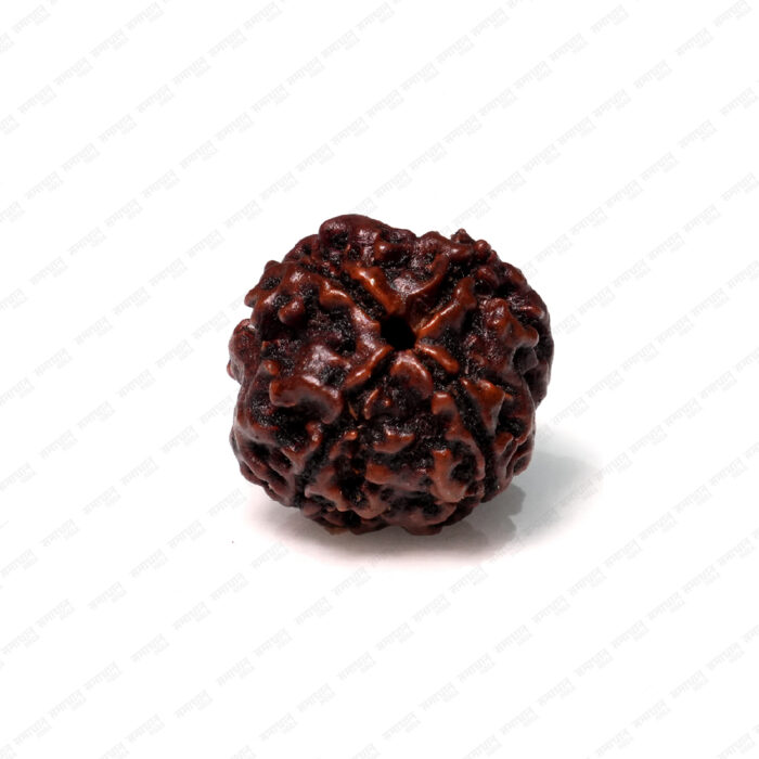 4 Mukhi Rudraksha (Nepali) - Image 1