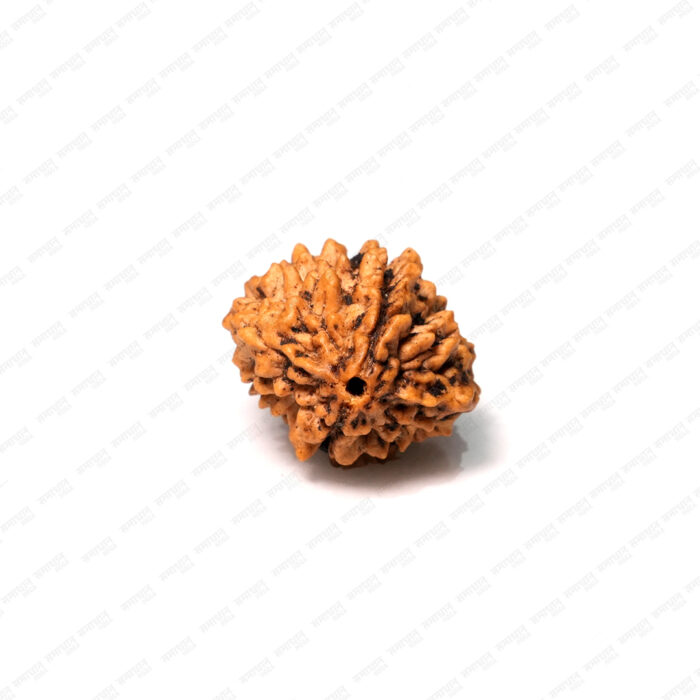 2 Mukhi Rudraksha (Nepali) - Image 1