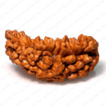 1 Mukhi Rudraksha (Nepali) - Image 3