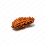 1 Mukhi Rudraksha (Nepali)
