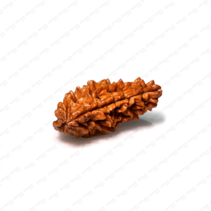 1 Mukhi Rudraksha (Nepali) - Image 1