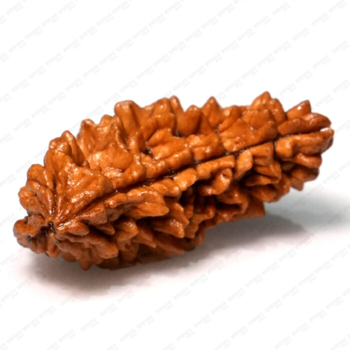 1 Mukhi Rudraksha (Nepali) - Image 2