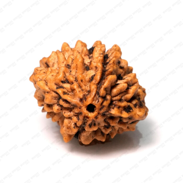 2 Mukhi Rudraksha (Nepali) - Image 3