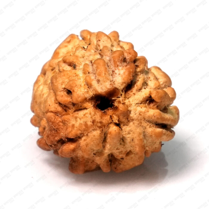 3 Mukhi Rudraksha (Nepali) - Image 2