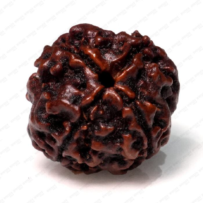 4 Mukhi Rudraksha (Nepali) - Image 2