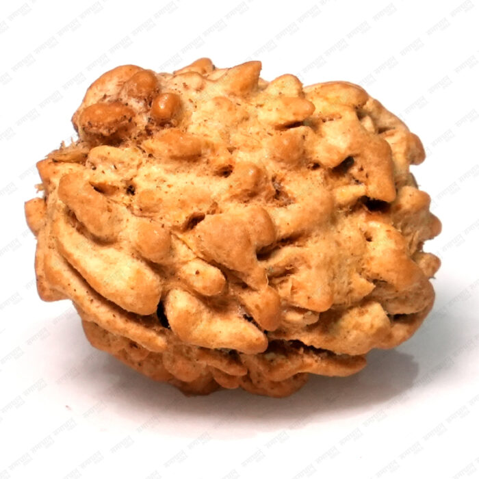 3 Mukhi Rudraksha (Nepali) - Image 3