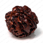 4 Mukhi Rudraksha (Nepali) - Image 3