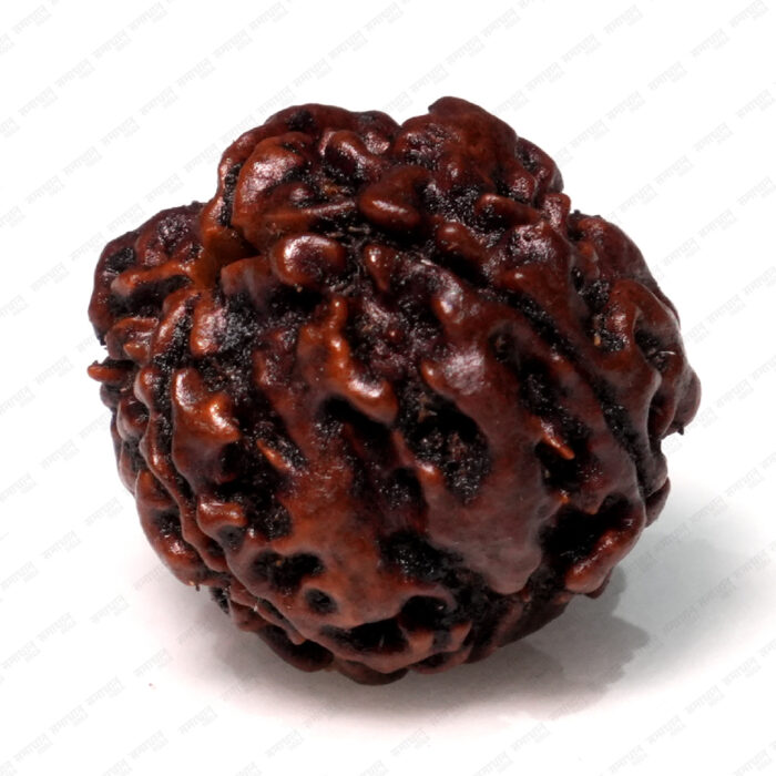 4 Mukhi Rudraksha (Nepali) - Image 3